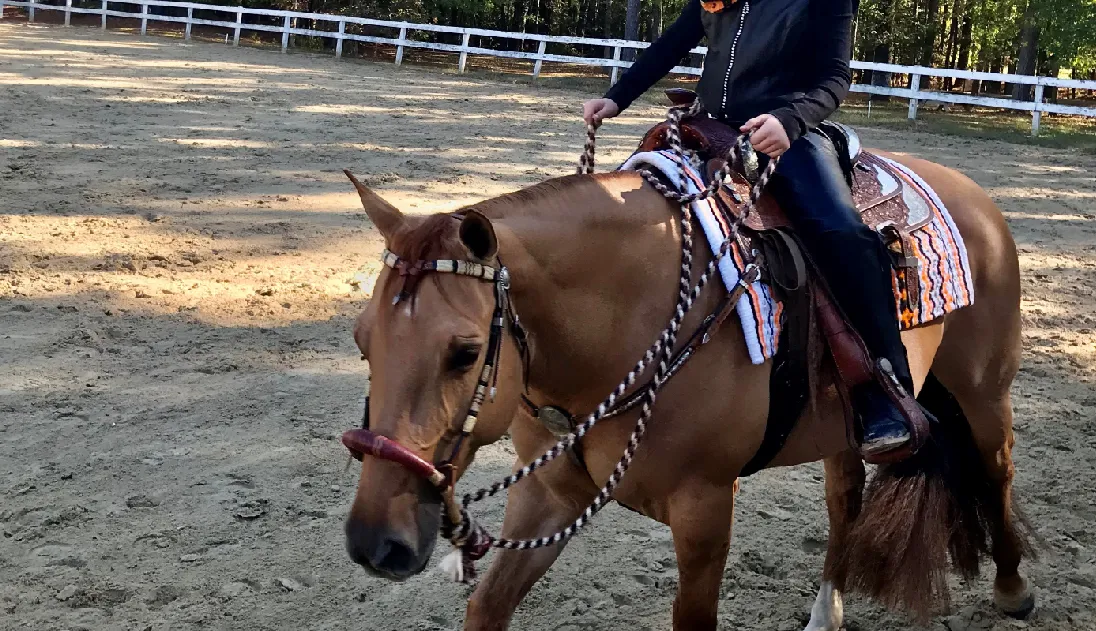 Virginia Arabian Horse Association Show